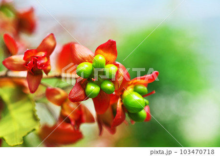 緑色のミッキーマウスノキの実(春、四月) 緑色のミッキーマウスノキの実(春、四月) 103470718