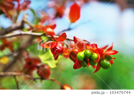 ミッキーマウスノキの緑色の実（春、四月） 103470744