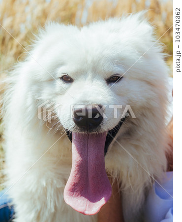 White Samoyed Dog White Samoyed Dog 103470862