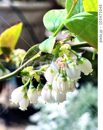 ブルーベリーの可憐な花 ブルーベリーの可憐な花 103471048