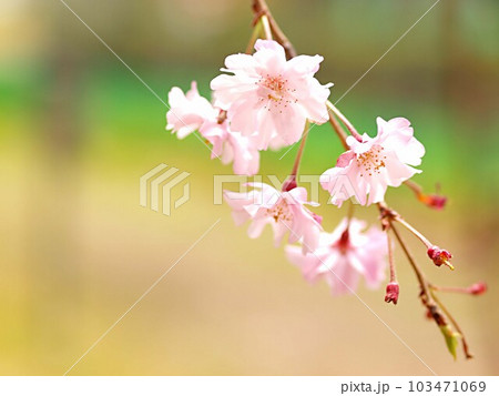 シダレザクラの花のアップ シダレザクラの花のアップ 103471069