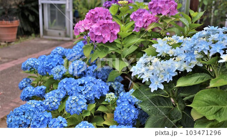 アジサイの花(動画あり) アジサイの花(動画あり) 103471296