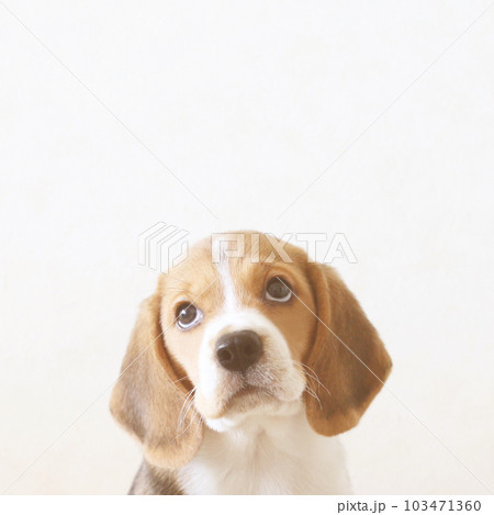 子犬のビーグル犬 103471360