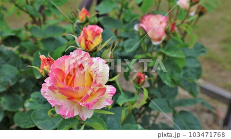 バラの花・マルクシャガール(動画あり) バラの花・マルクシャガール(動画あり) 103471768