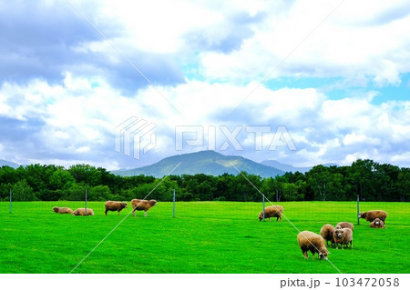 さっぽろ羊ヶ丘展望台から風景 103472058
