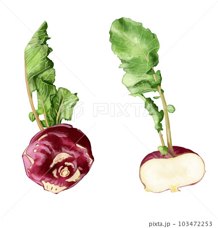 手描き水彩のコールラビイラストセット 手描き水彩のコールラビイラストセット 103472253