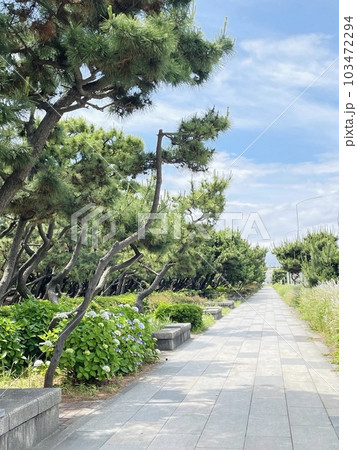 沿道の松林（砂防林）とアジサイ 103472294