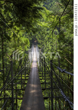 緑の森を渡る 緑の森を渡る 103472311