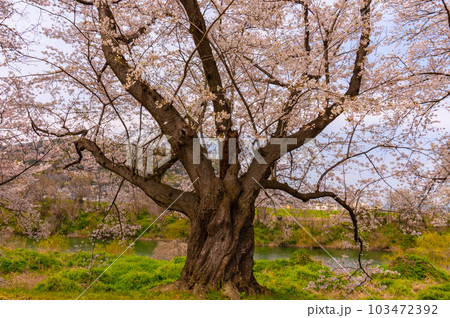 【京都風景】背割堤　ソメイヨシノの圧巻大パノラマ 103472392