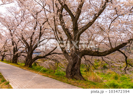 【京都風景】背割堤 ソメイヨシノの圧巻大パノラマ 【京都風景】背割堤 ソメイヨシノの圧巻大パノラマ 103472394