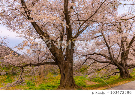 【京都風景】背割堤　ソメイヨシノの圧巻大パノラマ 103472396