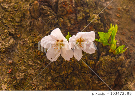【京都風景】背割堤　ソメイヨシノの圧巻大パノラマ 103472399