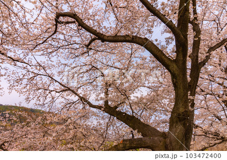 【京都風景】背割堤 ソメイヨシノの圧巻大パノラマ 【京都風景】背割堤 ソメイヨシノの圧巻大パノラマ 103472400