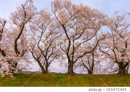 【京都風景】背割堤　ソメイヨシノの圧巻大パノラマ 103472405