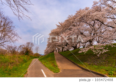 【京都風景】背割堤　ソメイヨシノの圧巻大パノラマ 103472408
