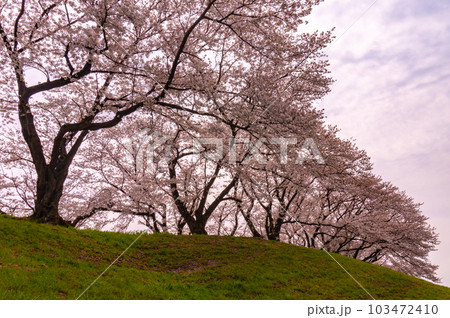 【京都風景】背割堤 ソメイヨシノの圧巻大パノラマ 【京都風景】背割堤 ソメイヨシノの圧巻大パノラマ 103472410