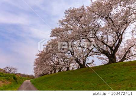 【京都風景】背割堤 ソメイヨシノの圧巻大パノラマ 【京都風景】背割堤 ソメイヨシノの圧巻大パノラマ 103472411