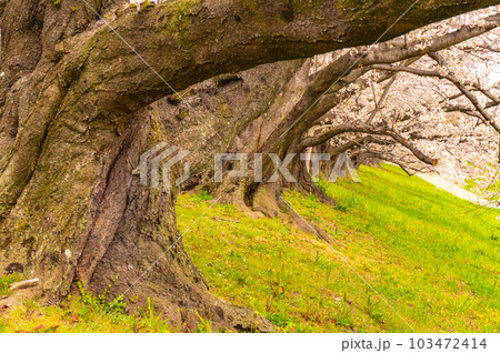 【京都風景】背割堤　ソメイヨシノの圧巻大パノラマ 103472414