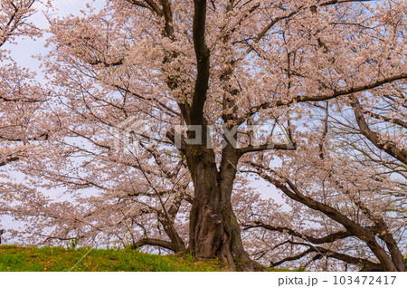 【京都風景】背割堤 ソメイヨシノの圧巻大パノラマ 【京都風景】背割堤 ソメイヨシノの圧巻大パノラマ 103472417