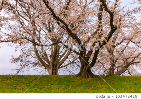 【京都風景】背割堤 ソメイヨシノの圧巻大パノラマ 【京都風景】背割堤 ソメイヨシノの圧巻大パノラマ 103472419
