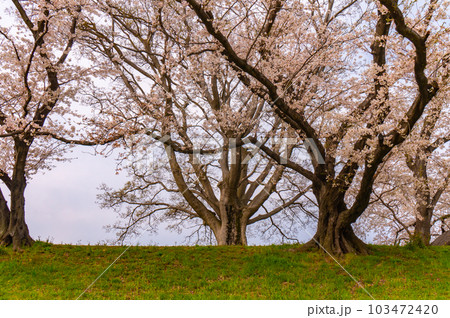 【京都風景】背割堤　ソメイヨシノの圧巻大パノラマ 103472420