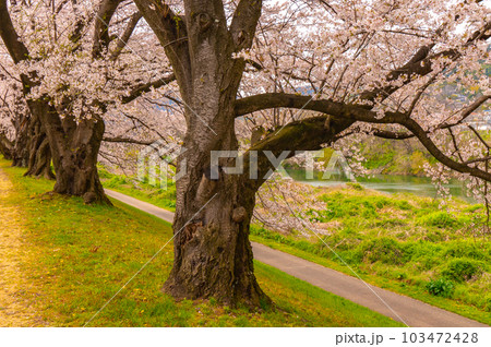 【京都風景】背割堤　ソメイヨシノの圧巻大パノラマ 103472428