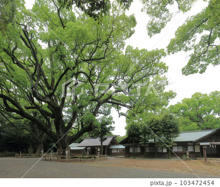 伊曾乃神社の神門前、ご神木の大楠 伊曾乃神社の神門前、ご神木の大楠 103472454