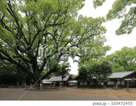伊曾乃神社の神門前、ご神木の大楠 伊曾乃神社の神門前、ご神木の大楠 103472455