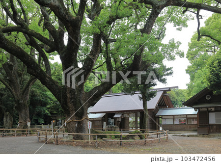伊曾乃神社の神門前、ご神木の大楠 伊曾乃神社の神門前、ご神木の大楠 103472456