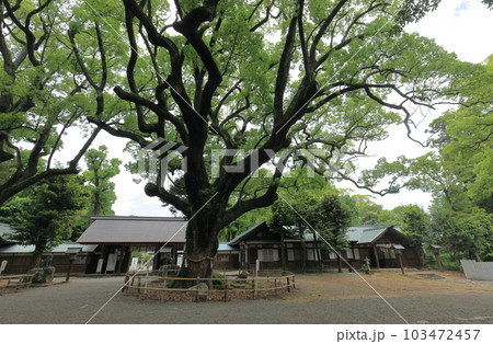 伊曾乃神社、社務所と神門前のご神木の大楠 103472457