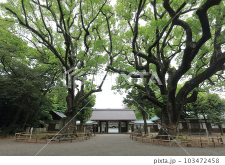 伊曾乃神社のご神木の大楠、神門から拝殿をのぞむ 伊曾乃神社のご神木の大楠、神門から拝殿をのぞむ 103472458