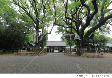 伊曾乃神社のご神木の大楠と神門からのぞむ拝殿 伊曾乃神社のご神木の大楠と神門からのぞむ拝殿 103472470