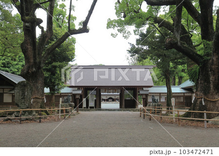 伊曾乃神社のご神木の大楠と神門からのぞむ拝殿 103472471