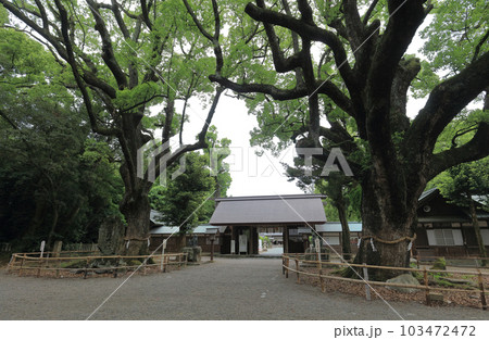 伊曾乃神社の神門と左右のご神木の大楠 伊曾乃神社の神門と左右のご神木の大楠 103472472