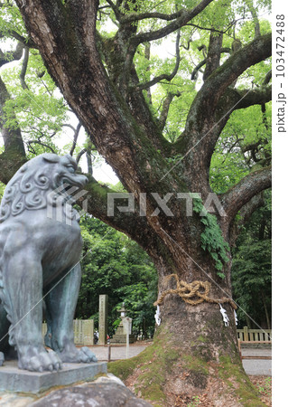 伊曾乃神社、狛犬とご神木の大楠 103472488