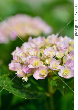 アジサイ 103472515