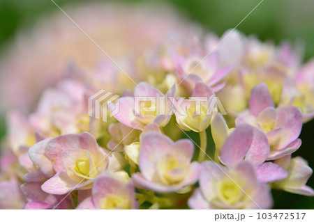 アジサイ アジサイ 103472517