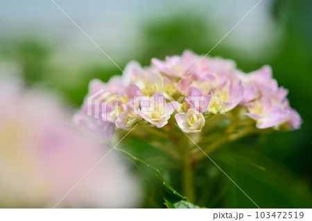 アジサイ 103472519