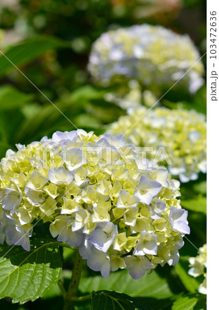 アジサイ 103472636