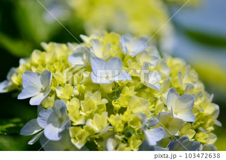 アジサイ アジサイ 103472638