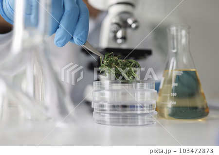 Lab assistant puts dry cannabis leaves into Petri dish 103472873