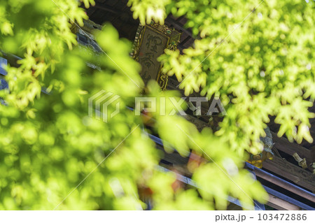 狸谷山不動院　本堂　青紅葉から見える扁額（京都市左京区一乗寺） 103472886
