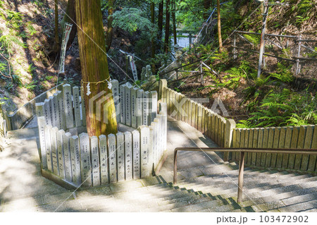 京都・狸谷山不動院　長い石段の参道　杉の大樹（弘法大師像） 103472902