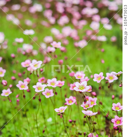 Delicate white pink flowers of Saxifrage moss in the spring garden. Floral background Delicate white pink flowers of Saxifrage moss in the spring garden. Floral background 103473013