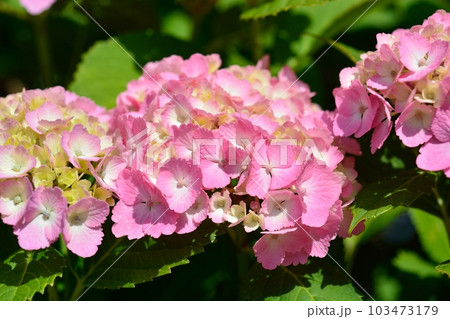 アジサイ 103473179