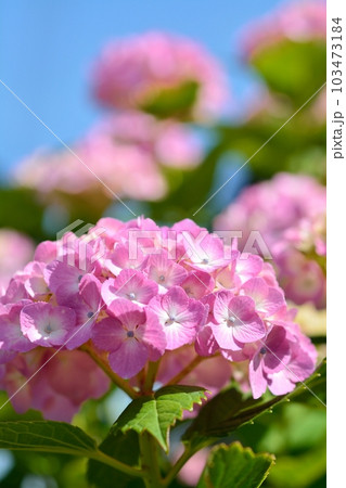 アジサイ 103473184