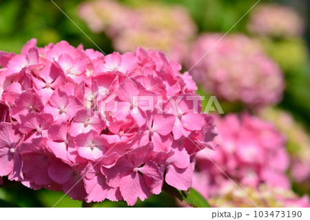 アジサイ 103473190