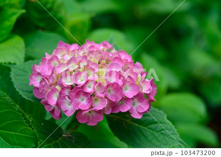 アジサイ 103473200