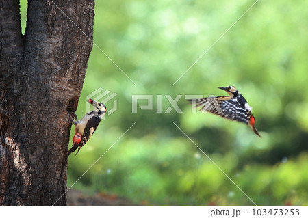 Beautiful natural ecology with a family of colored woodpeckers feeding their hatchlings in a nest in a tree hole during the spring breeding season 103473253