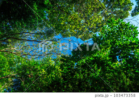 見上げると青空 103473358